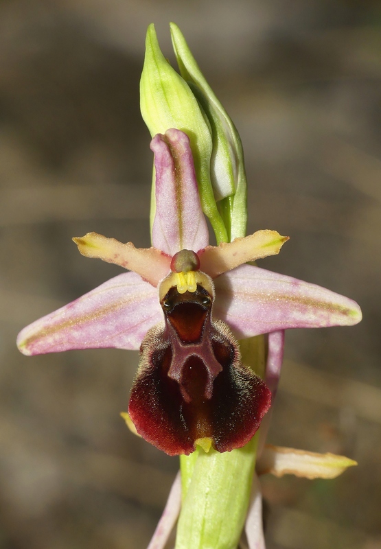 Ophrys exaltata subsp. archipelagi in Abruzzo marzo e aprile 2019